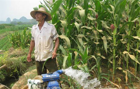 玉米抽穗开花期的灌溉