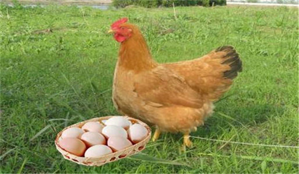 伊利莎白壳蛋鸡