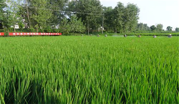 水稻病虫害防治的措施