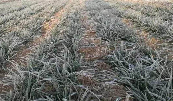 小麦遭受低温冷害的原因