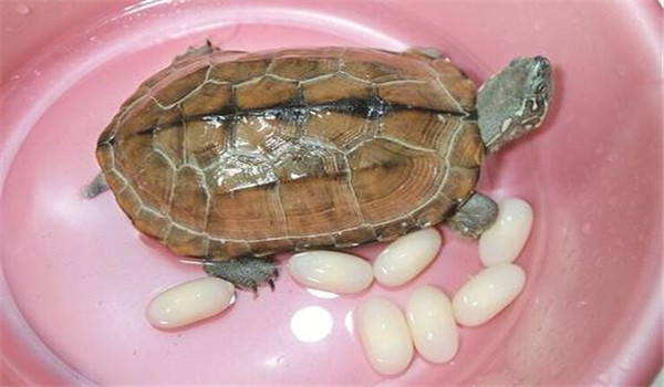 乌龟如何采卵