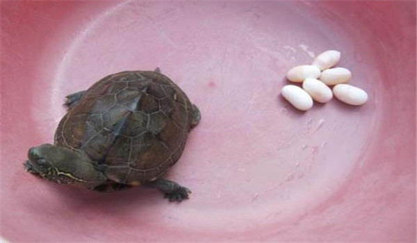 乌龟卵的选择