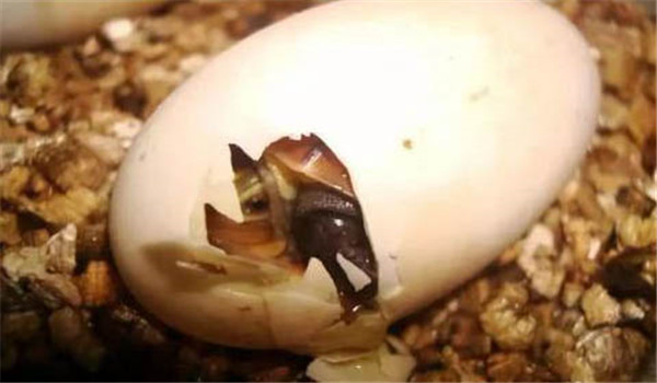 乌龟人工孵化