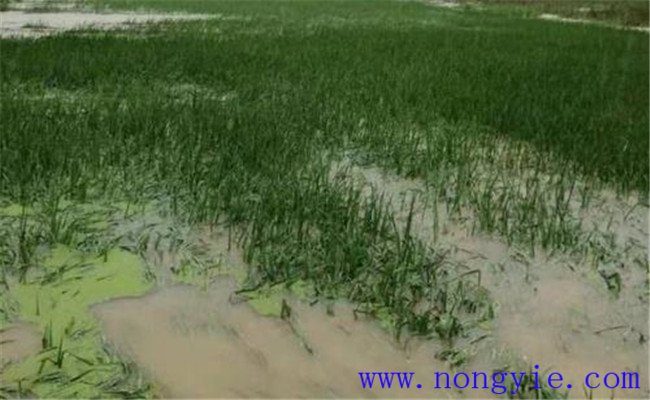 水稻被淹的救灾减损方法