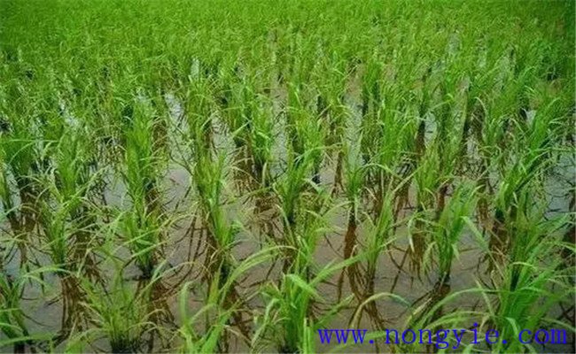 水稻被水淹有什么补救办法