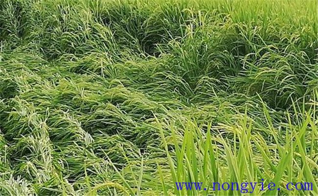 水稻倒伏对产量的影响有多大