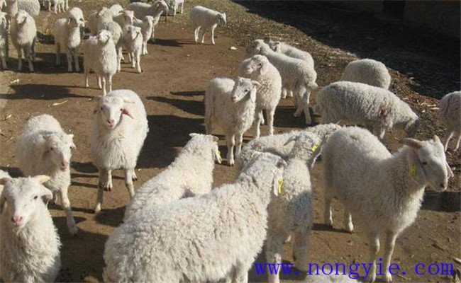 羊的养殖管理须知