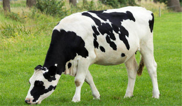 奶牛的发情周期