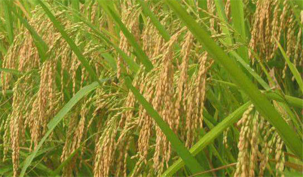 怎样针对杂交水稻吸肥特点合理施肥？