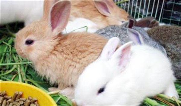 春季兔子饲养管理重点