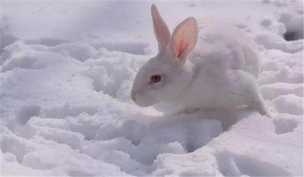 毛兔的冬季采毛
