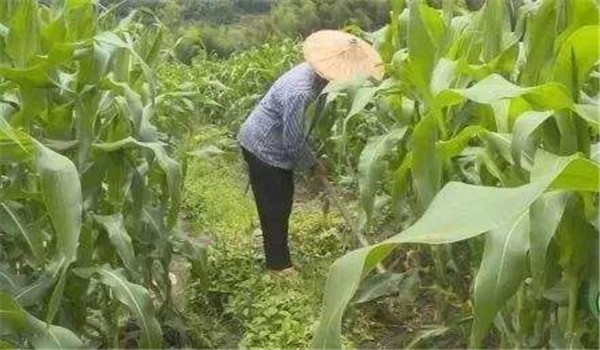 玉米育苗移栽的好处