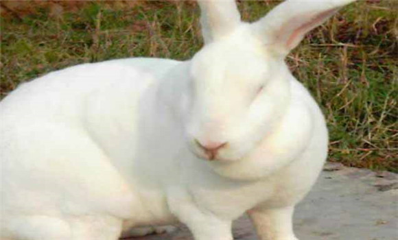獭兔的巴氏杆菌病症状