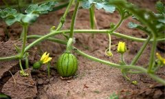 怎样栽培无籽西瓜，无籽西瓜是怎么种出来的