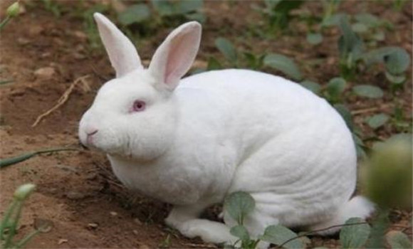 促进母兔的泌乳水平
