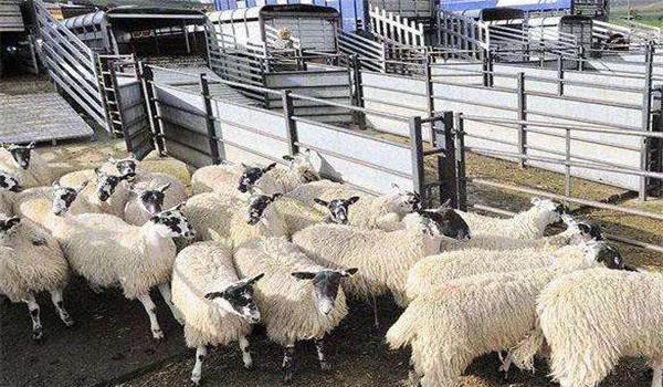 羊引种的注意事项