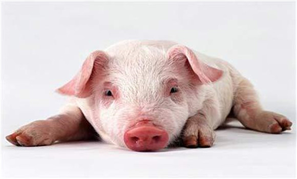 猪流行性腹泻的治疗原则