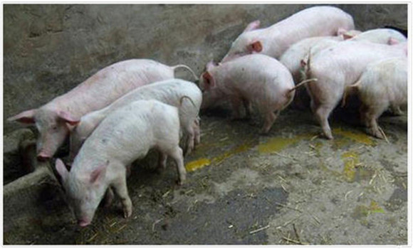 猪传染性胃肠炎的流行规律
