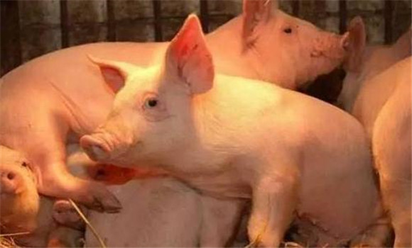 猪有机磷中毒临床症状