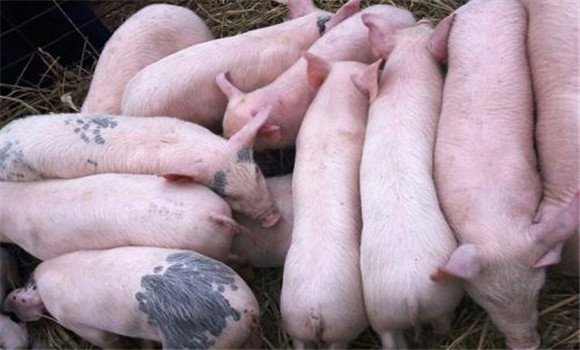 猪有机磷中毒怎么解救