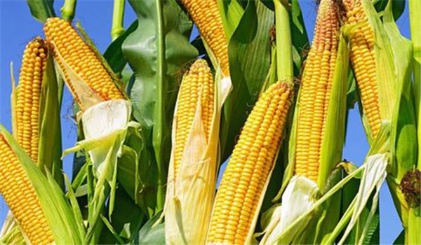 玉米适当晚收与增产的关系