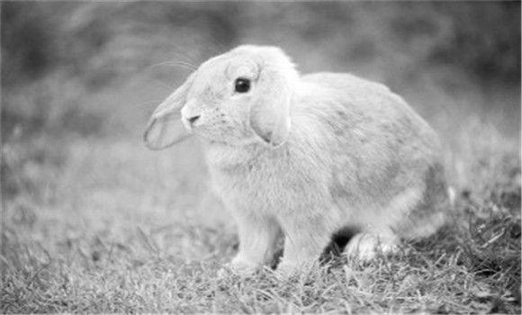 兔大肠杆菌治疗方法