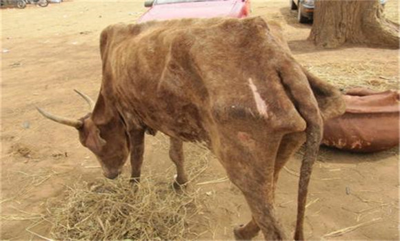 牛副结核病的主要症状