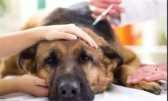 犬传染性肝炎病毒的特征及其紧急预防方法