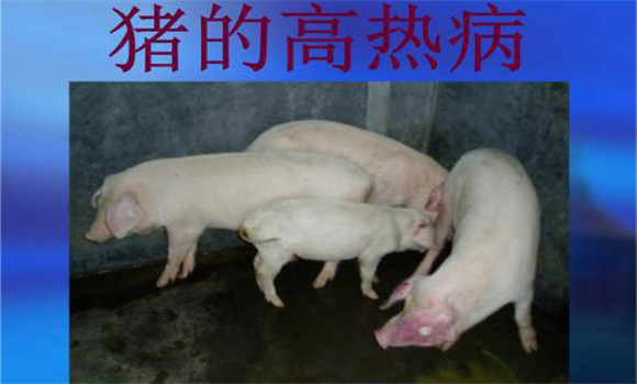 猪高热病的防治措施
