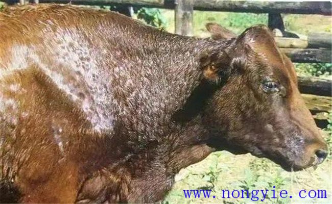 牛无浆体病的症状和诊断技术及防治方法