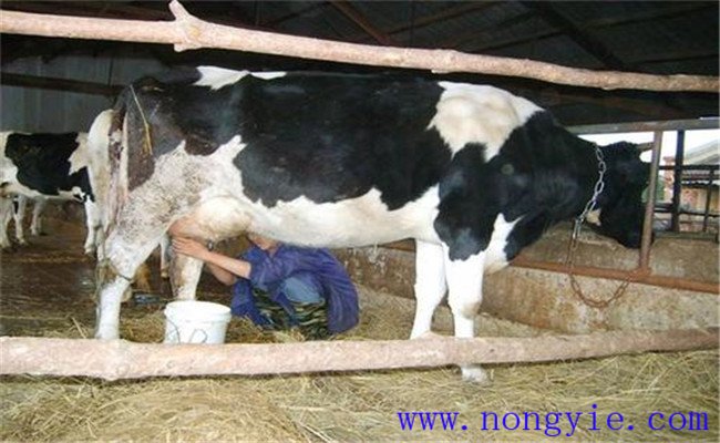 奶牛乳房炎的临床症状