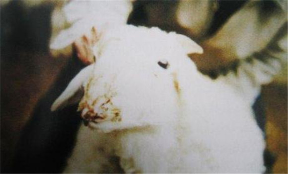 羊链球菌感染的防治原则