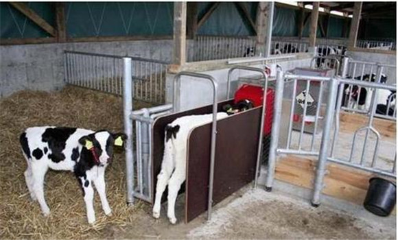 犊牛的免疫接种
