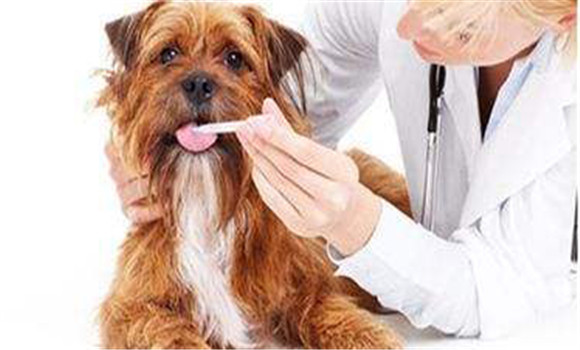 犬冠状病毒用什么药治疗