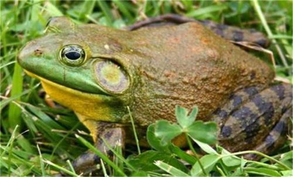 季节变化对牛蛙越冬的影响