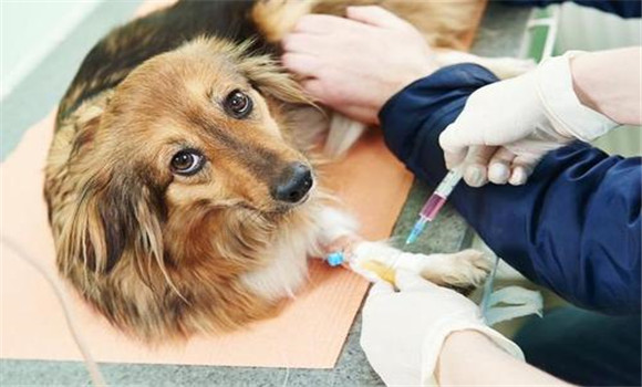 犬副流感的预防接种