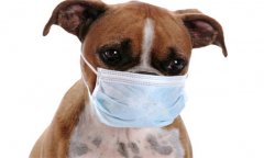 犬副流感症状表现 犬副流感怎么治疗