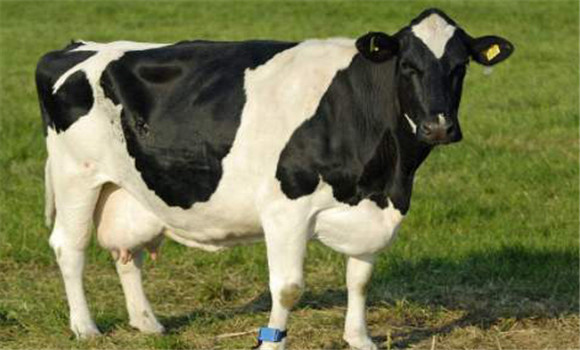 奶牛围产期管理注意事项