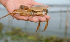 影响河蟹蜕壳因素有哪些 河蟹蜕壳所需要的条件