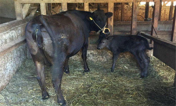母牛的分娩过程