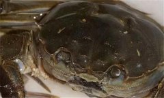 河蟹腐壳病的症状及治疗，河蟹腐壳病怎么治?
