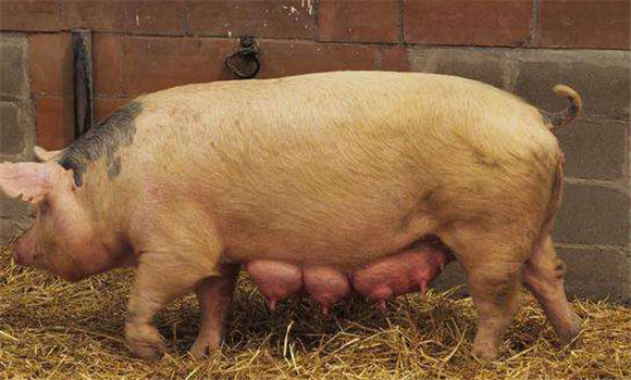 母猪繁殖性能的影响因素主要有哪些