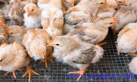 养殖肉鸡前应进行哪些准备工作