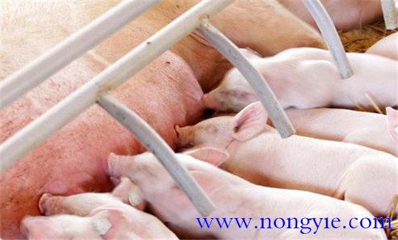 哺乳仔猪的生理特点和生长发育特征