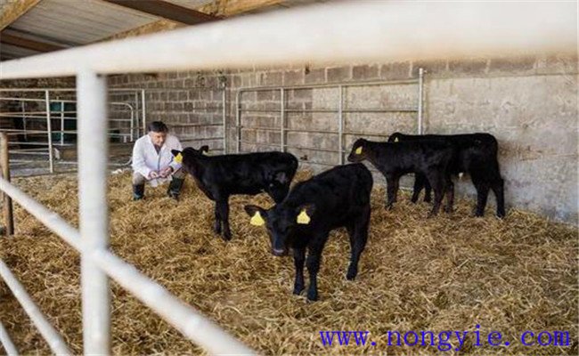 新生犊牛安全饲养管理措施