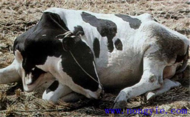 奶牛真胃炎的症状特征和治疗方法