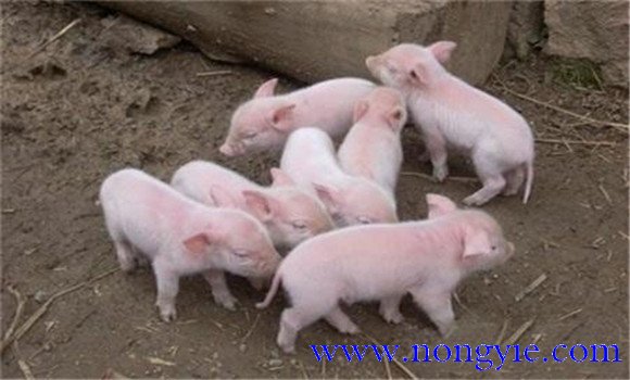 猪传染性胃肠炎怎么治疗