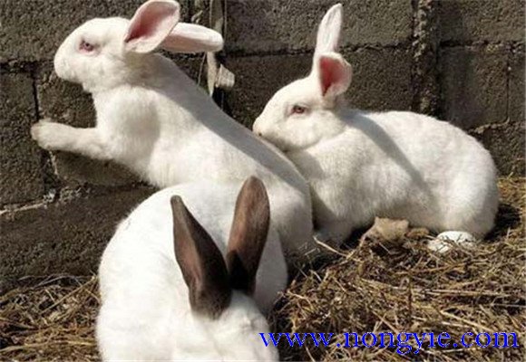 影响兔子肥育的主要因素