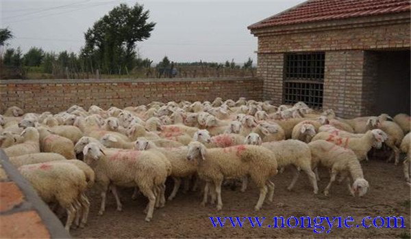 汰种羊如何育肥