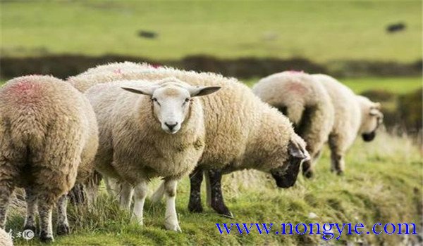 育肥淘汰种羊要及时去势